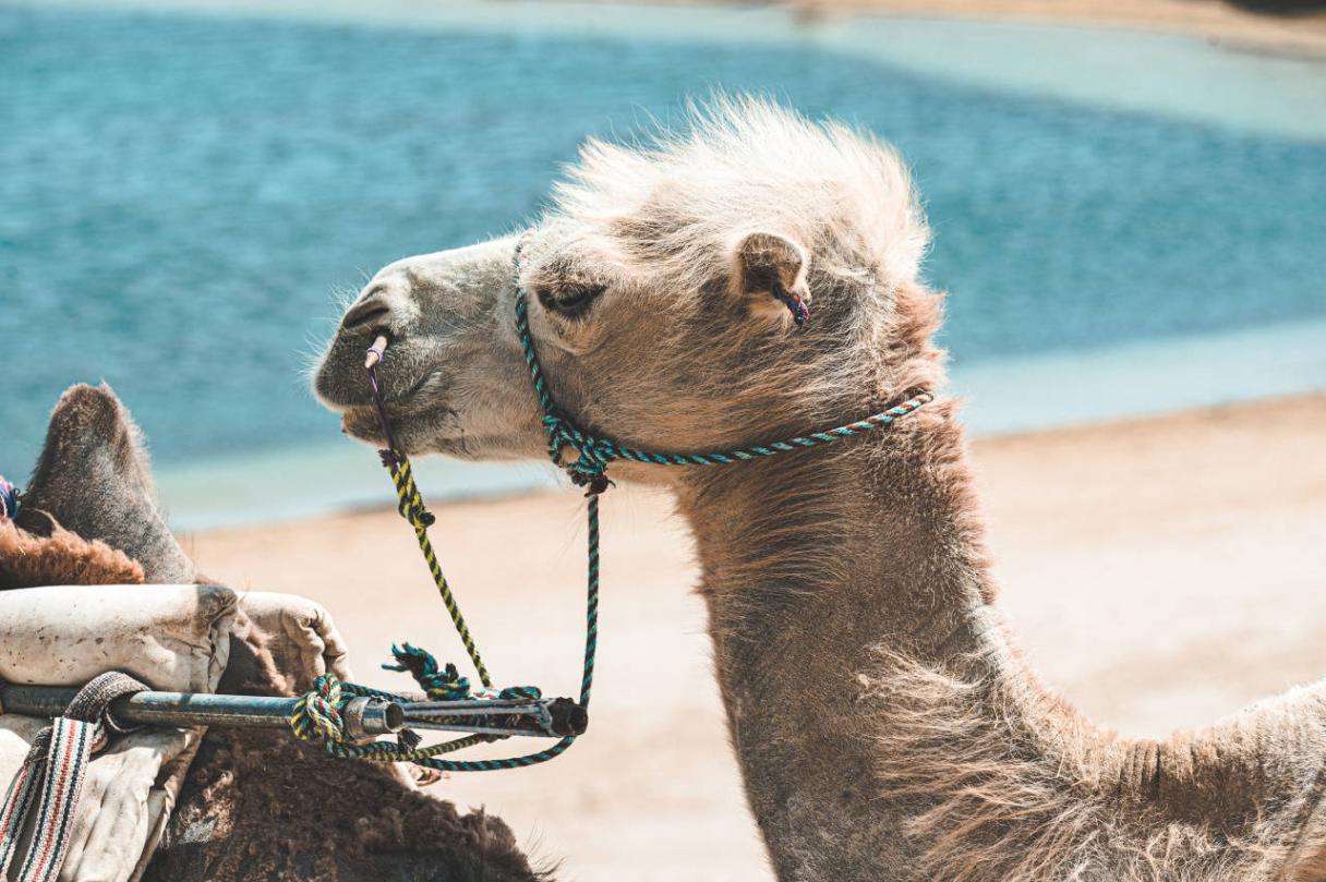 万元轿车闹青藏:mg 7/日产风度/克莱斯勒300c谁会出糗