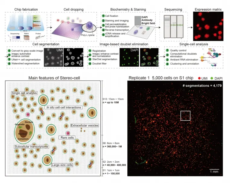 国产细胞组学stereo-cell技术突破,被誉为“生命浑天仪”