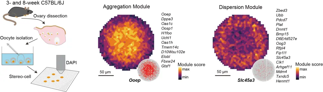 国产细胞组学stereo-cell技术突破,被誉为“生命浑天仪”