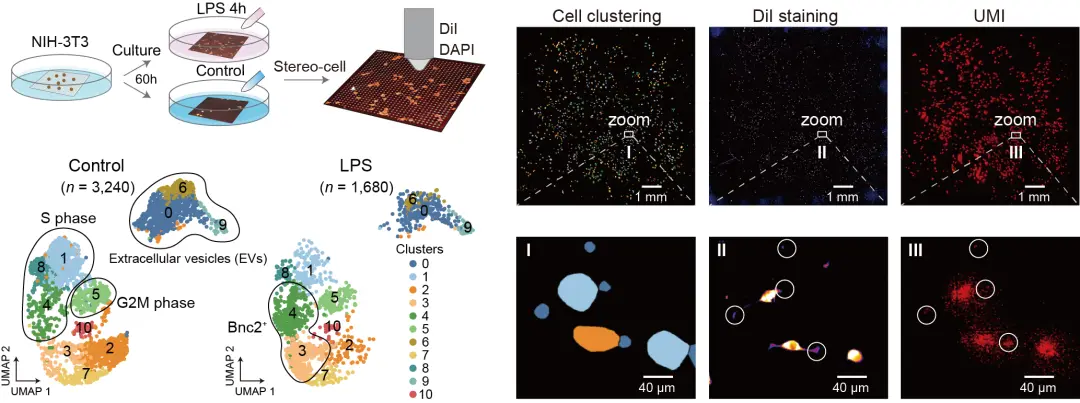 国产细胞组学stereo-cell技术突破,被誉为“生命浑天仪”