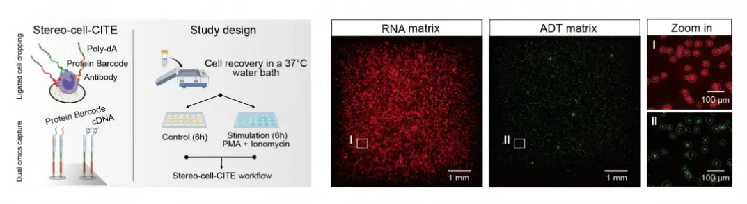 国产细胞组学stereo-cell技术突破,被誉为“生命浑天仪”